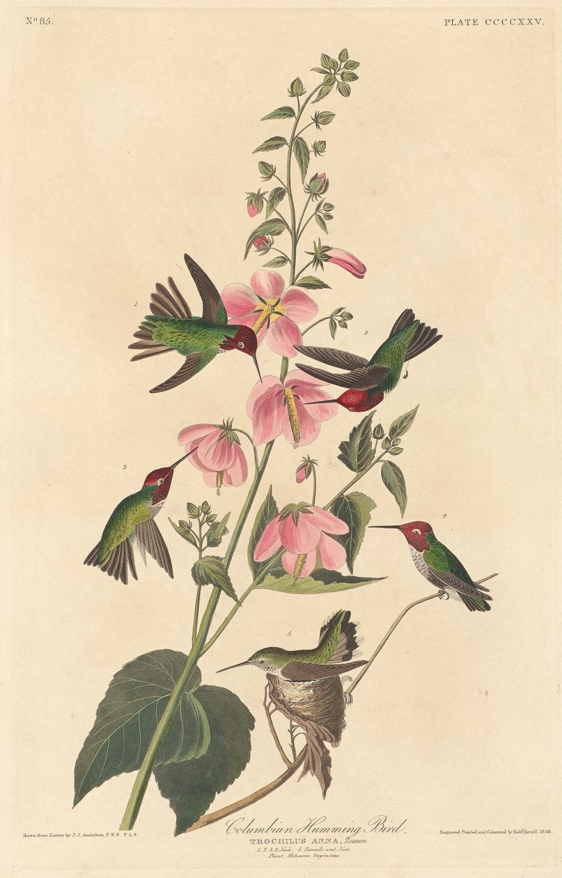 Colombiansk kolibri av Robert Havell after John James Audubon