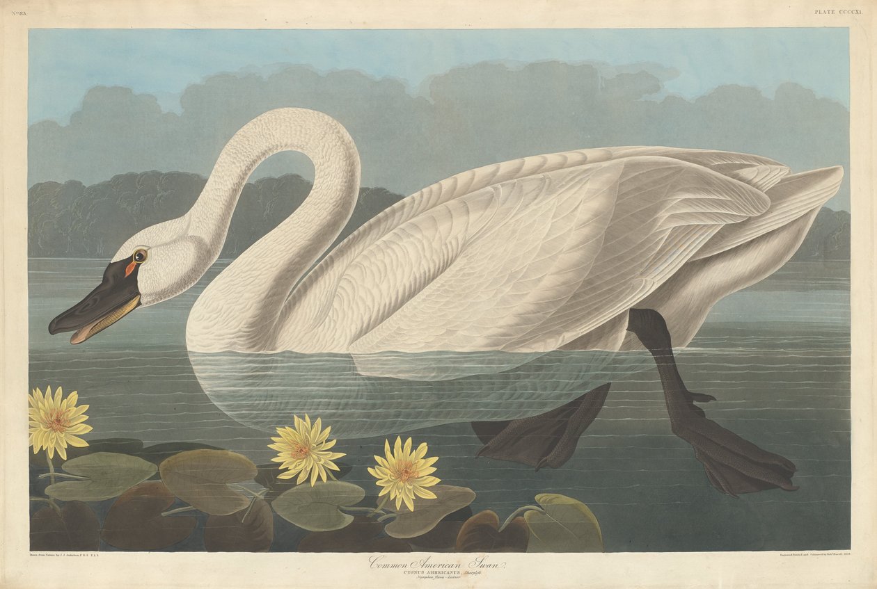 Vanlig amerikansk svane av Robert Havell after John James Audubon