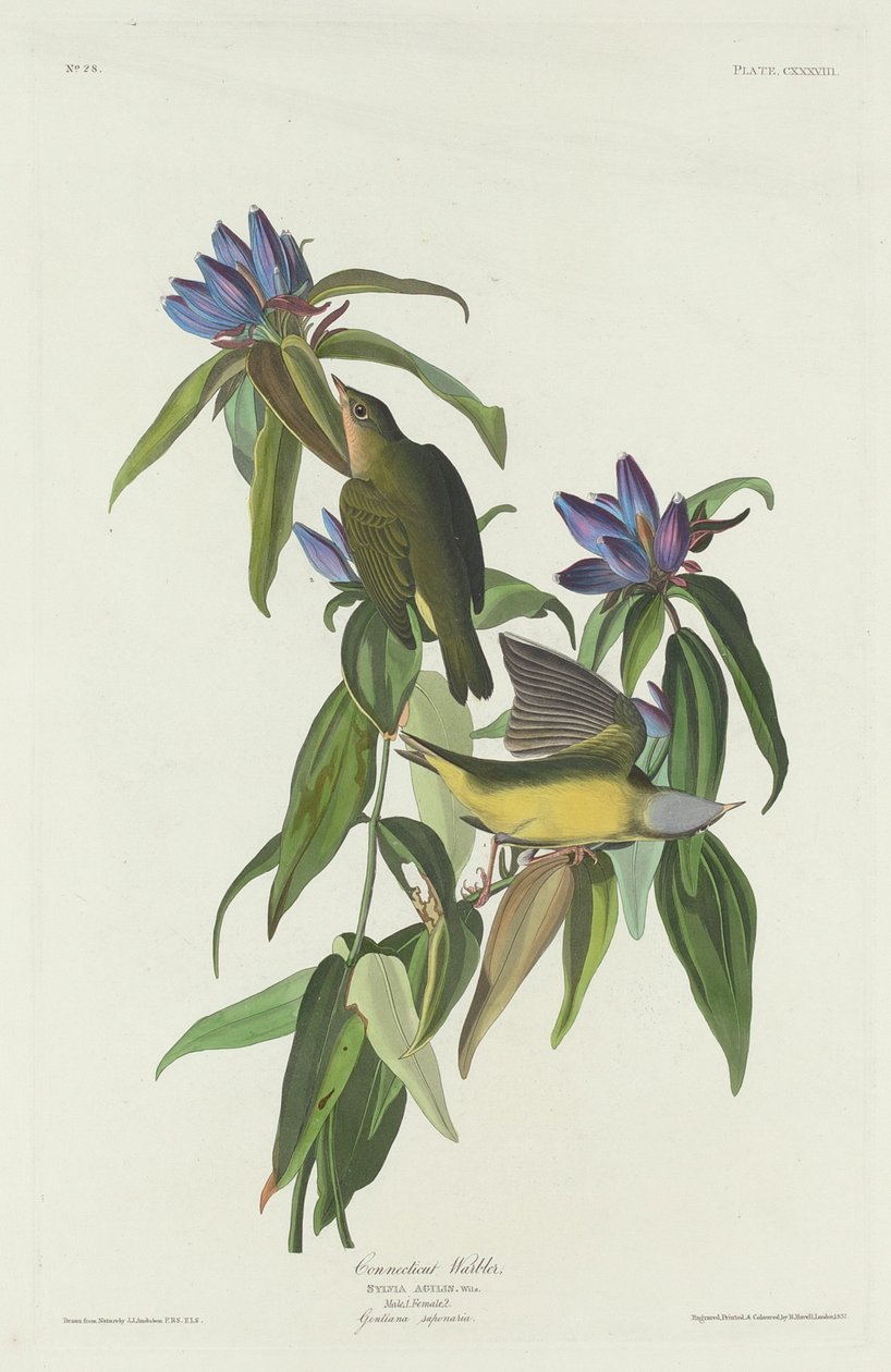 Connecticut Warbler av Robert Havell after John James Audubon