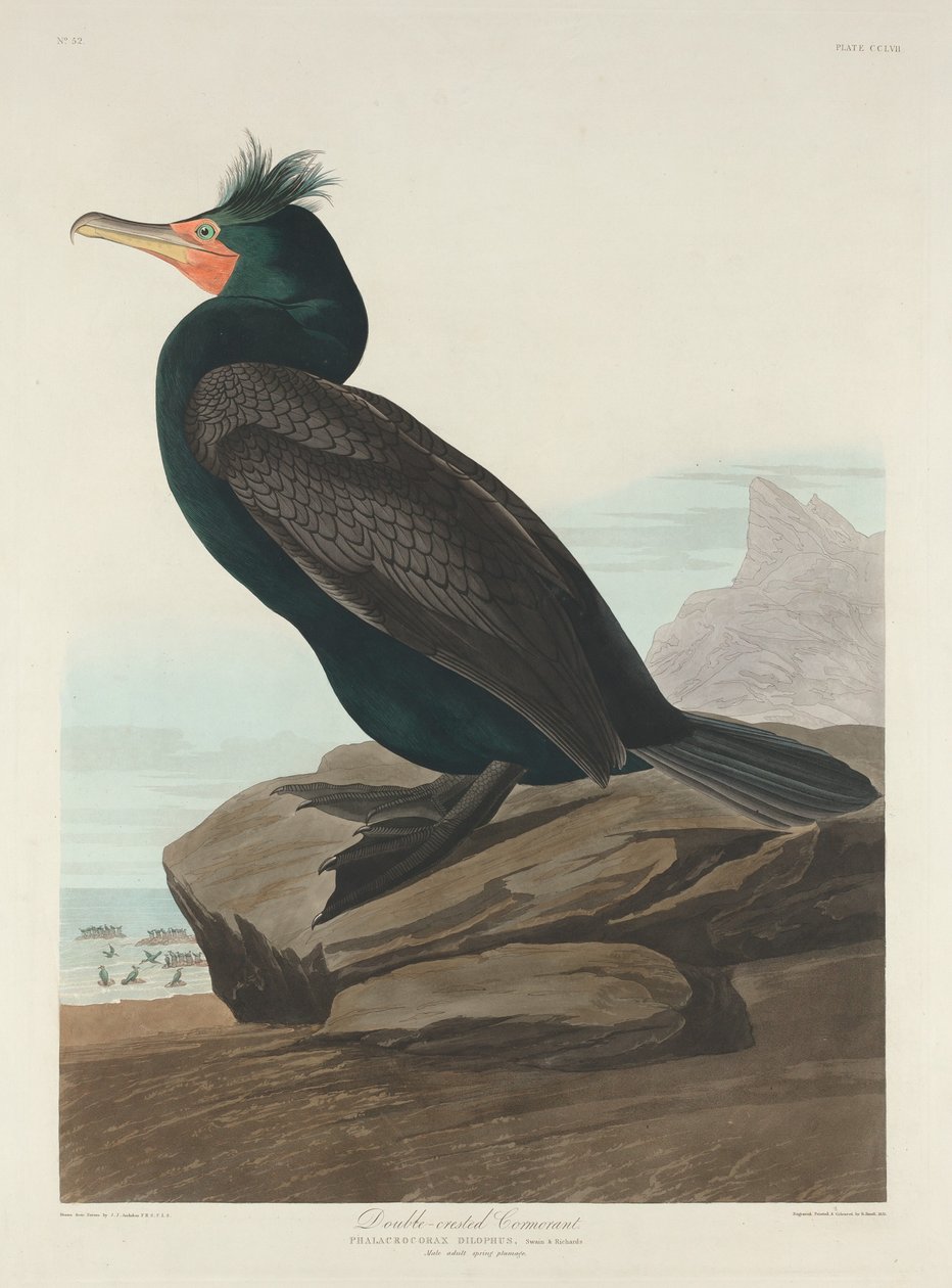 Dobbeltoppskarv av Robert Havell after John James Audubon