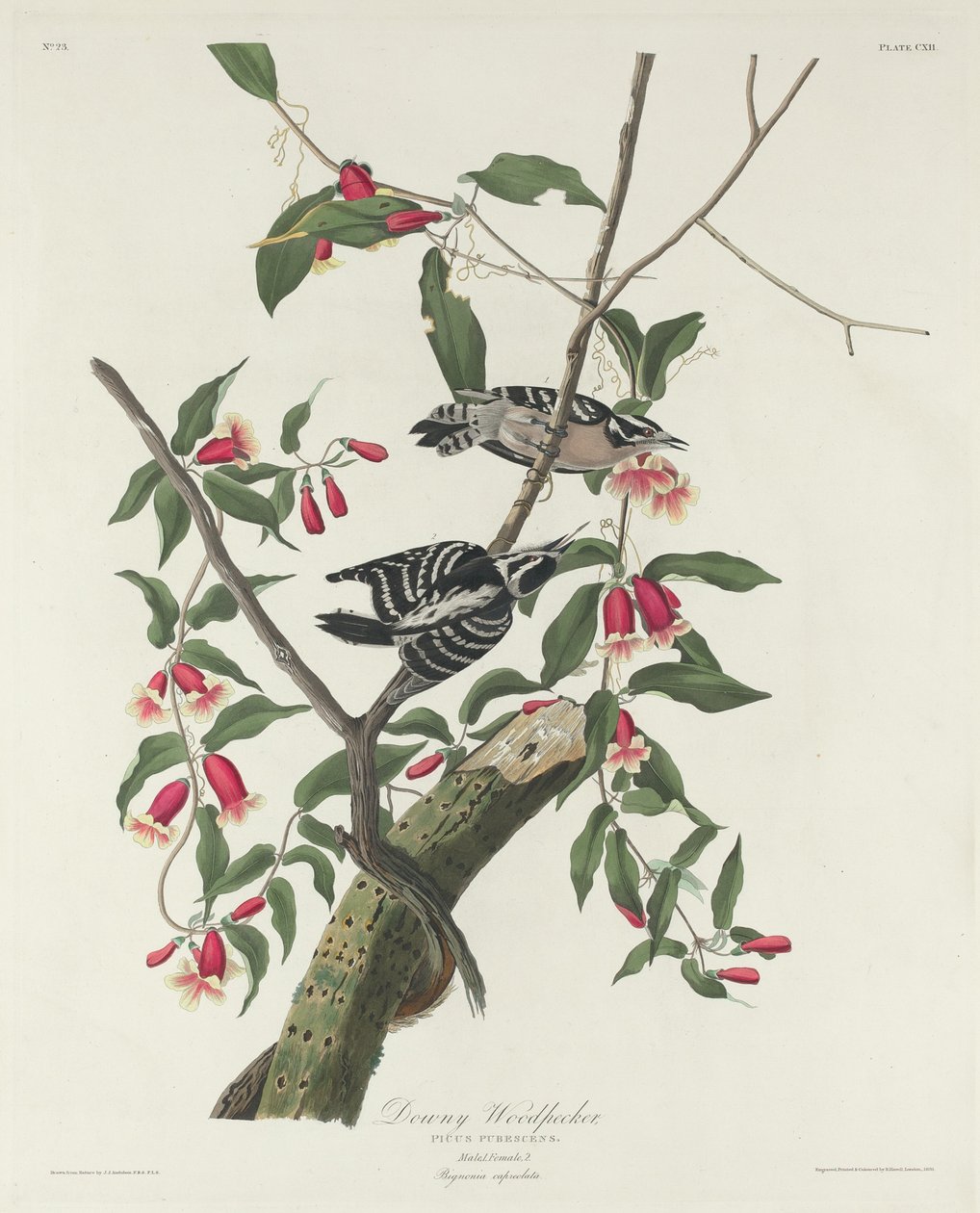 Dunet hakkespett av Robert Havell after John James Audubon