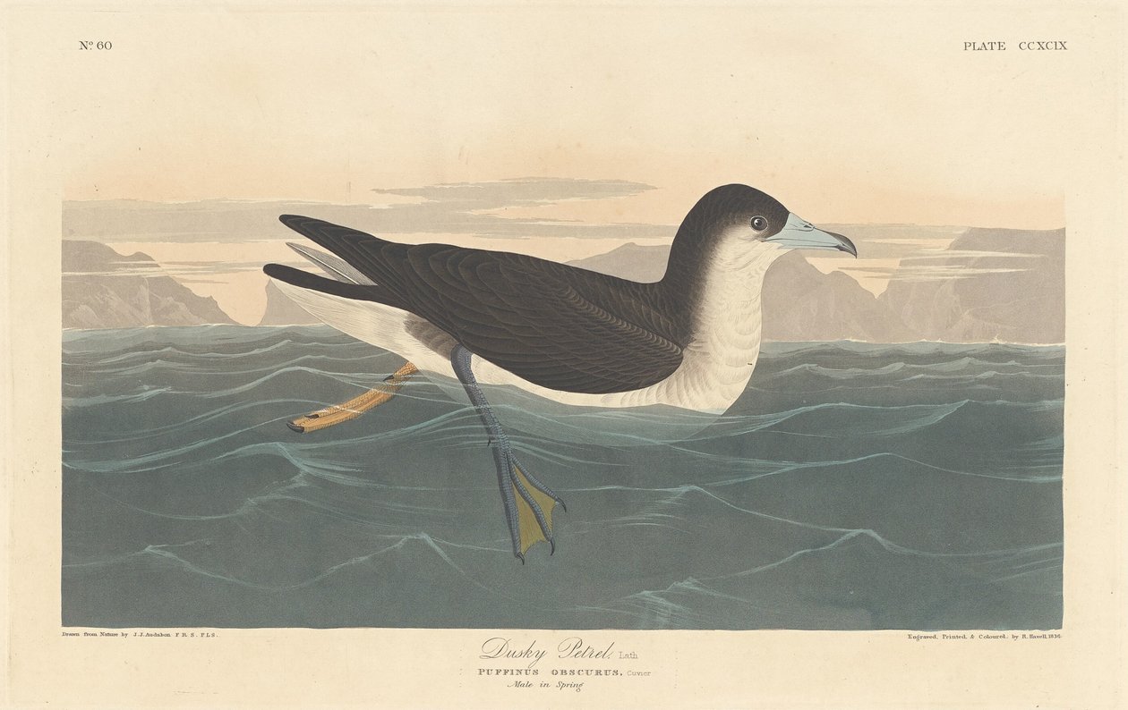 Dusk Petrel av Robert Havell after John James Audubon