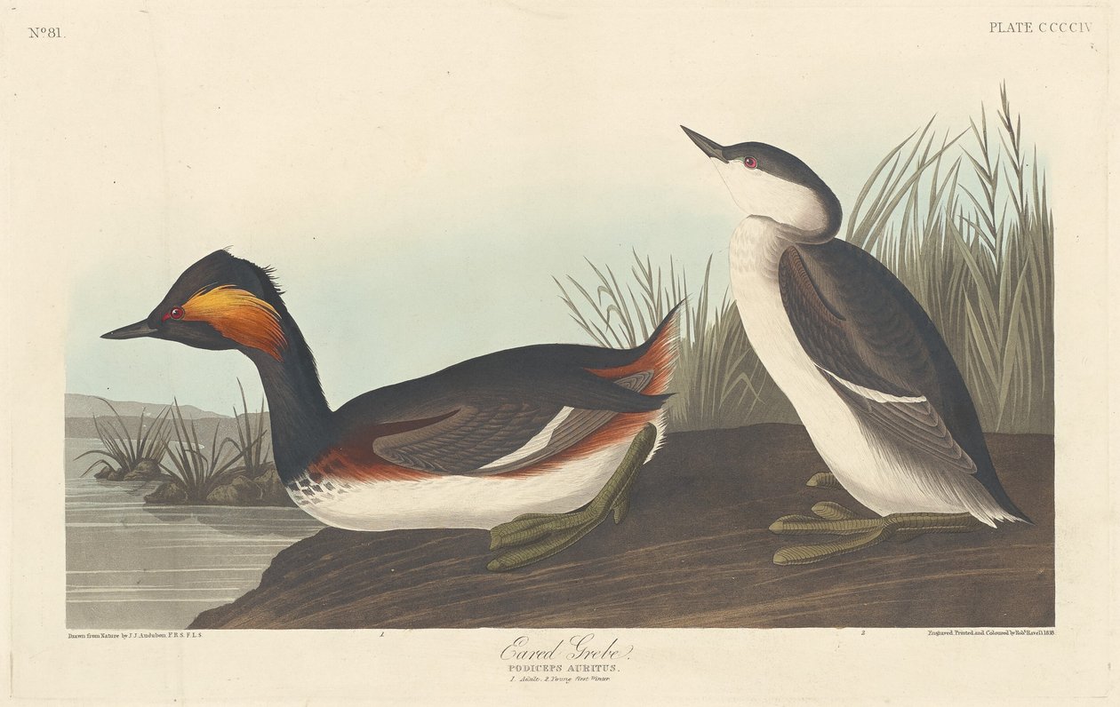 Eared Grebe av Robert Havell after John James Audubon