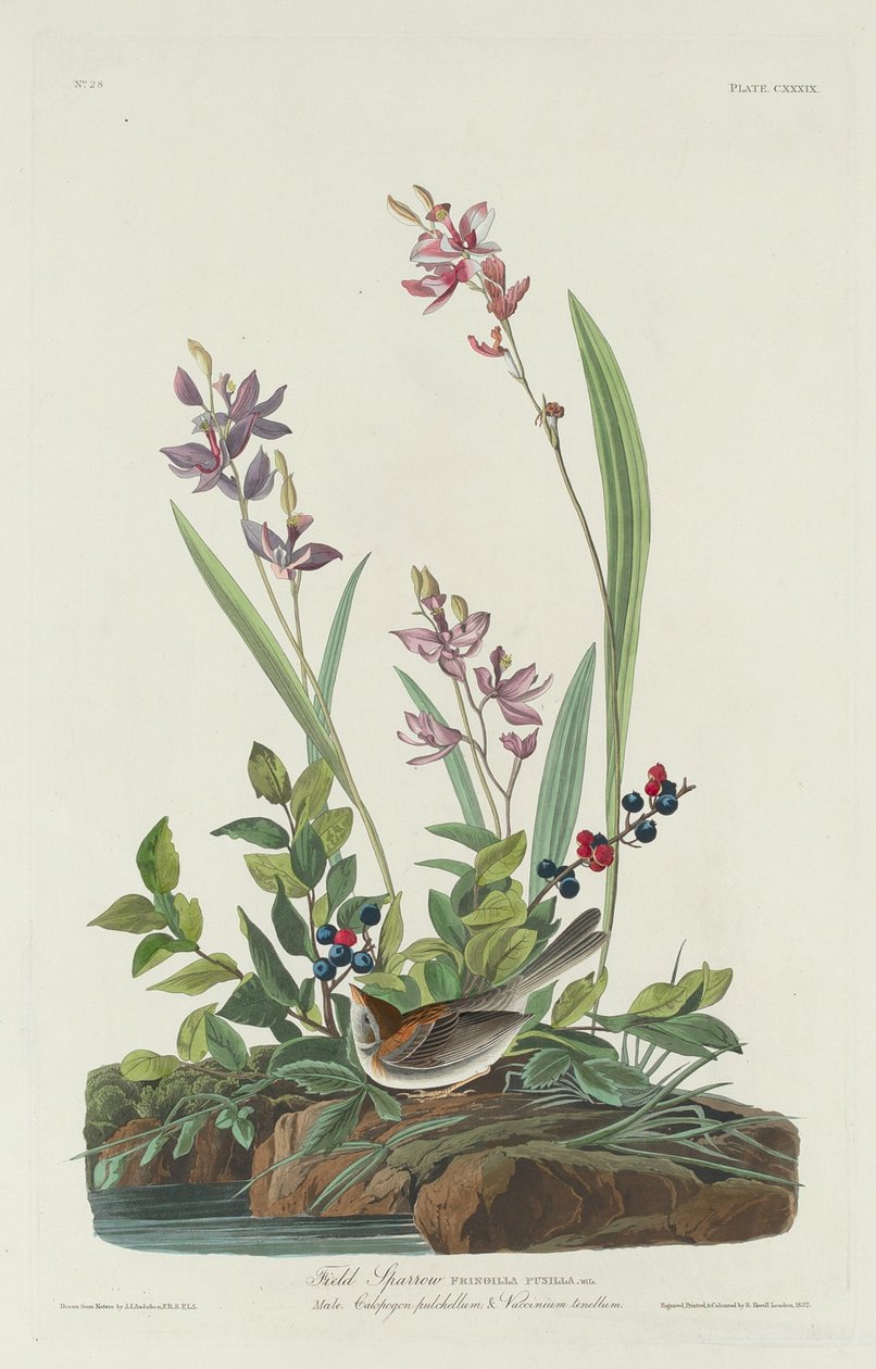 Åkerspurv av Robert Havell after John James Audubon