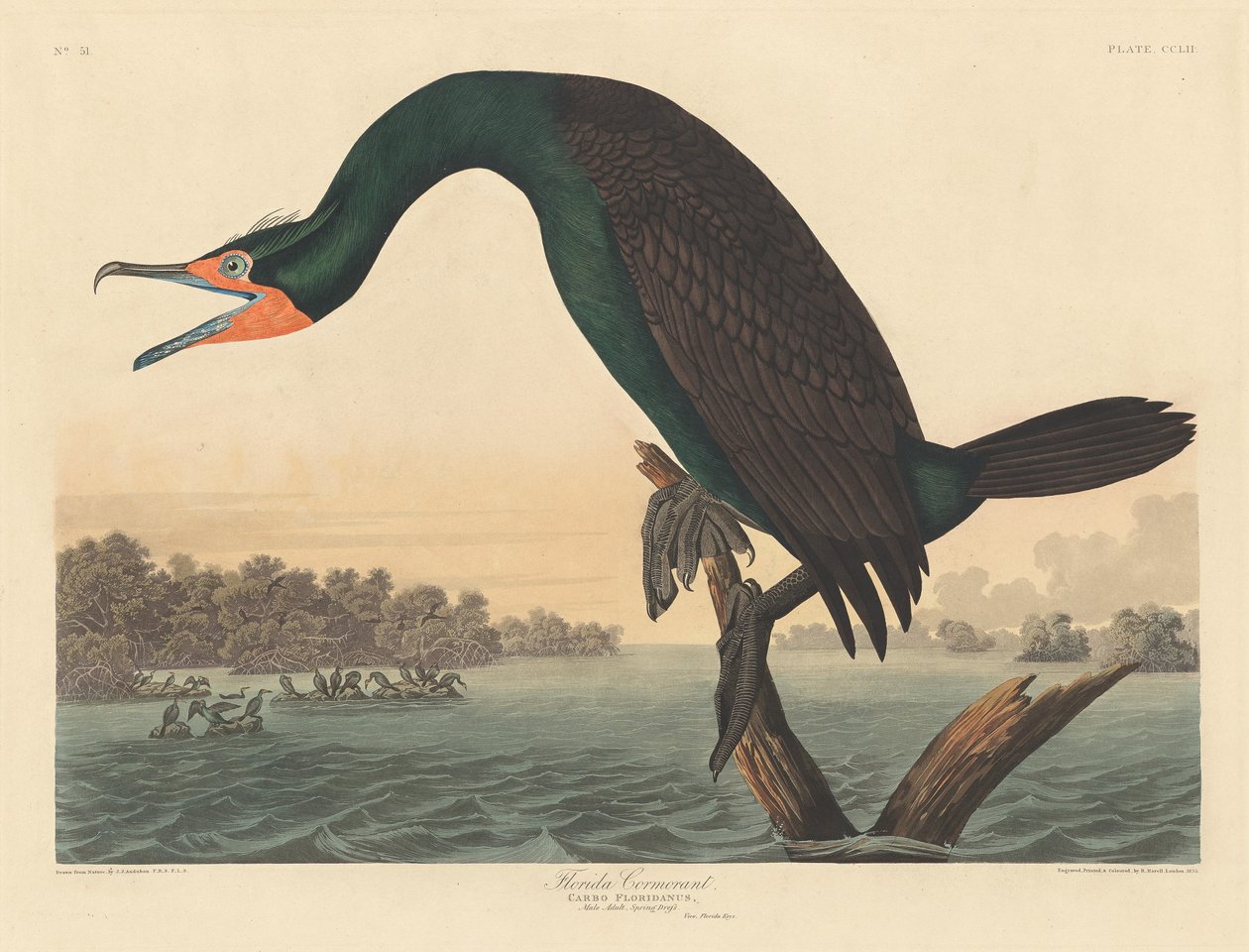 Florida skarv av Robert Havell after John James Audubon