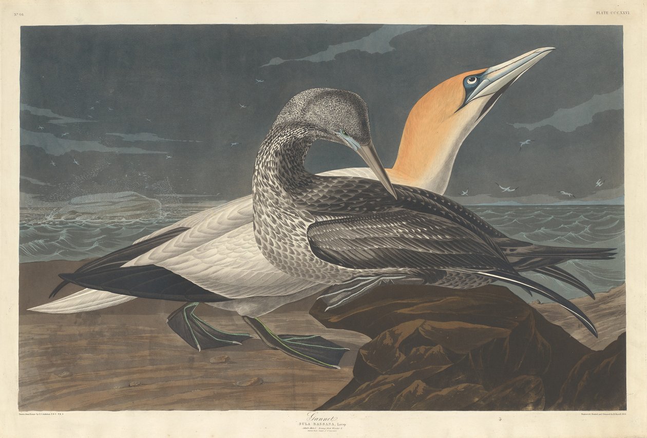 sule av Robert Havell after John James Audubon