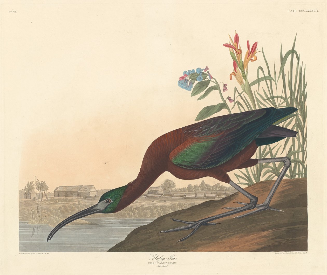 Glanset Ibis av Robert Havell after John James Audubon