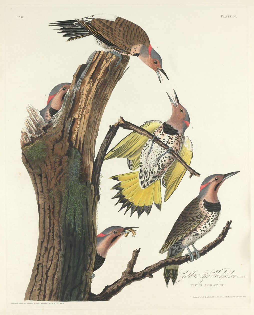 Gullvinget hakkespett av Robert Havell after John James Audubon