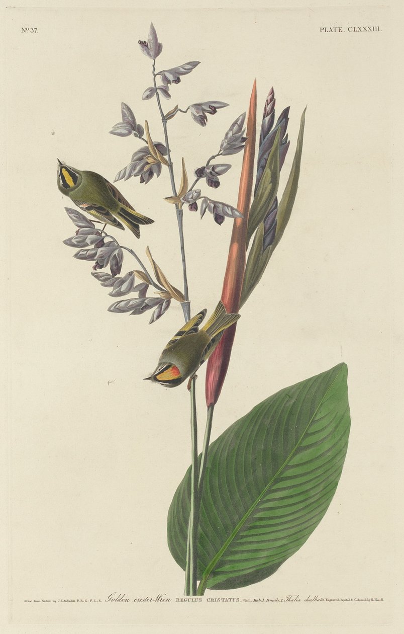 Gylden-Krested Wren av Robert Havell after John James Audubon