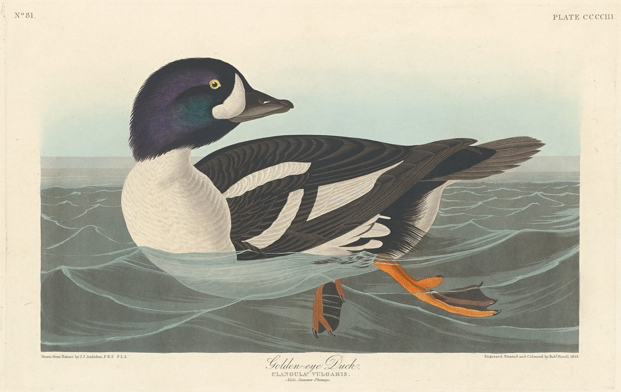 Gulløye and av Robert Havell after John James Audubon