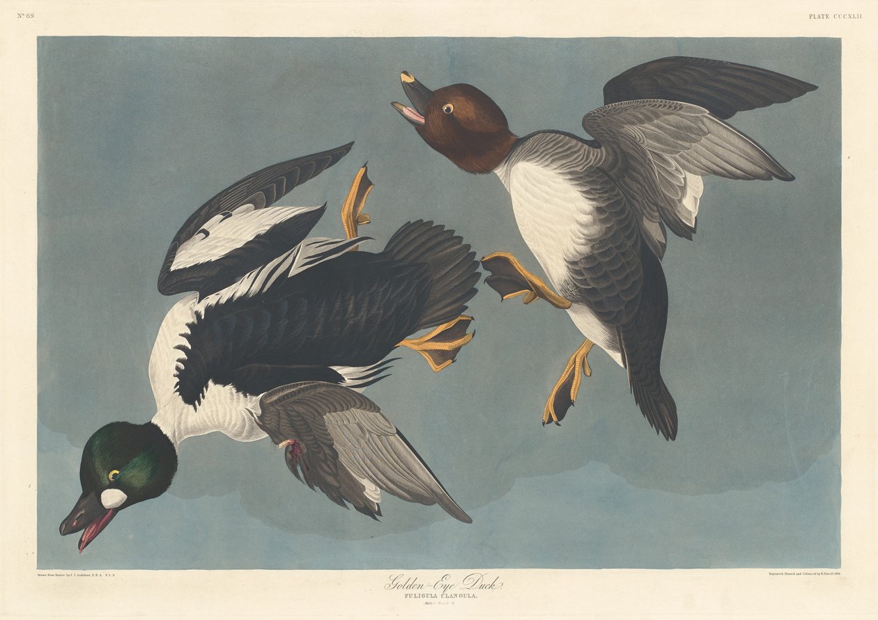 Gulløye and av Robert Havell after John James Audubon