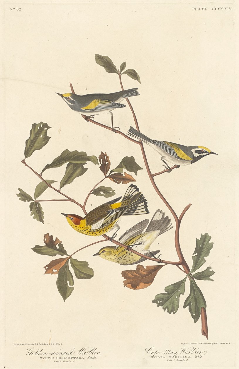 Gullvingesanger og Kappmajsanger av Robert Havell after John James Audubon
