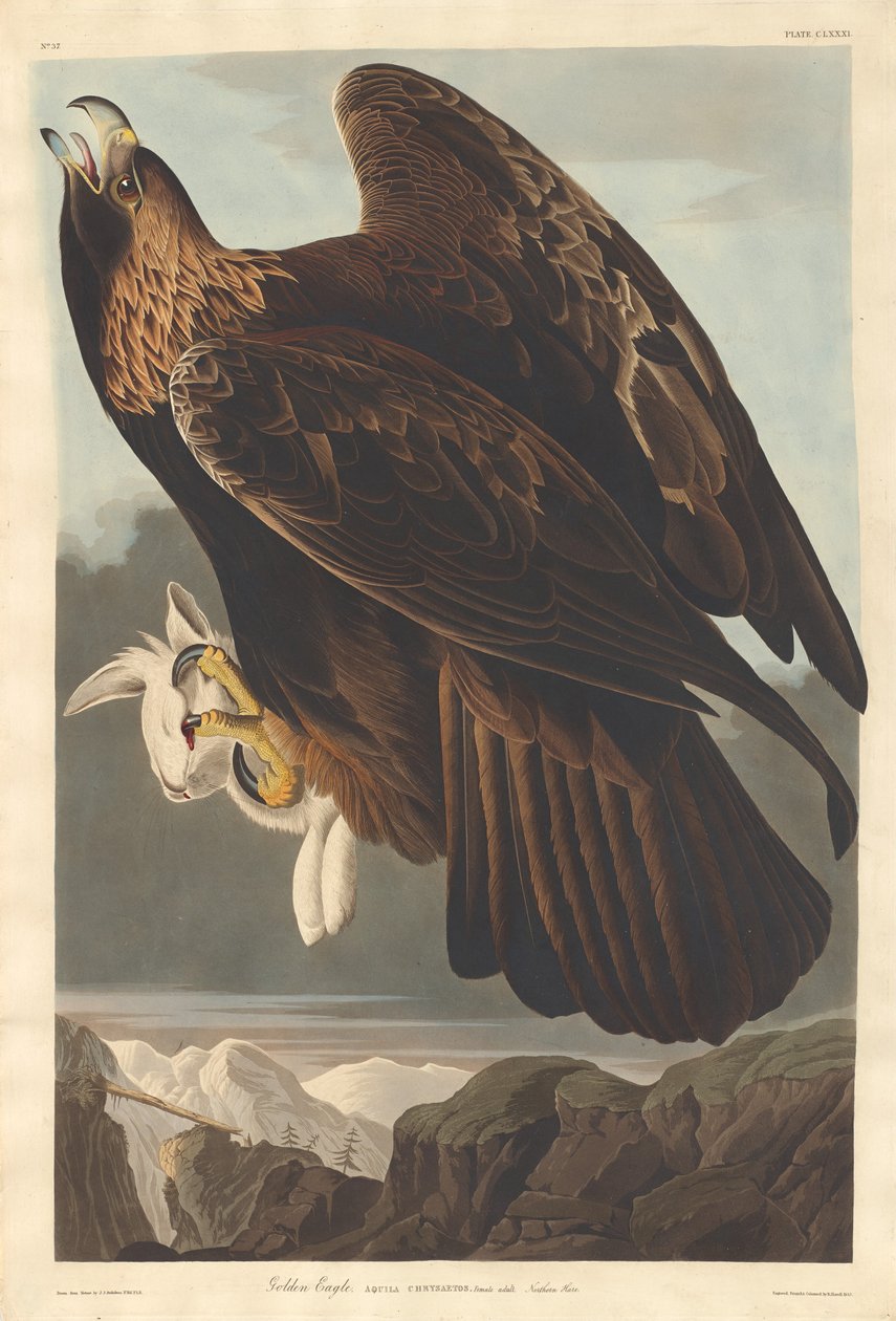 kongeørn av Robert Havell after John James Audubon