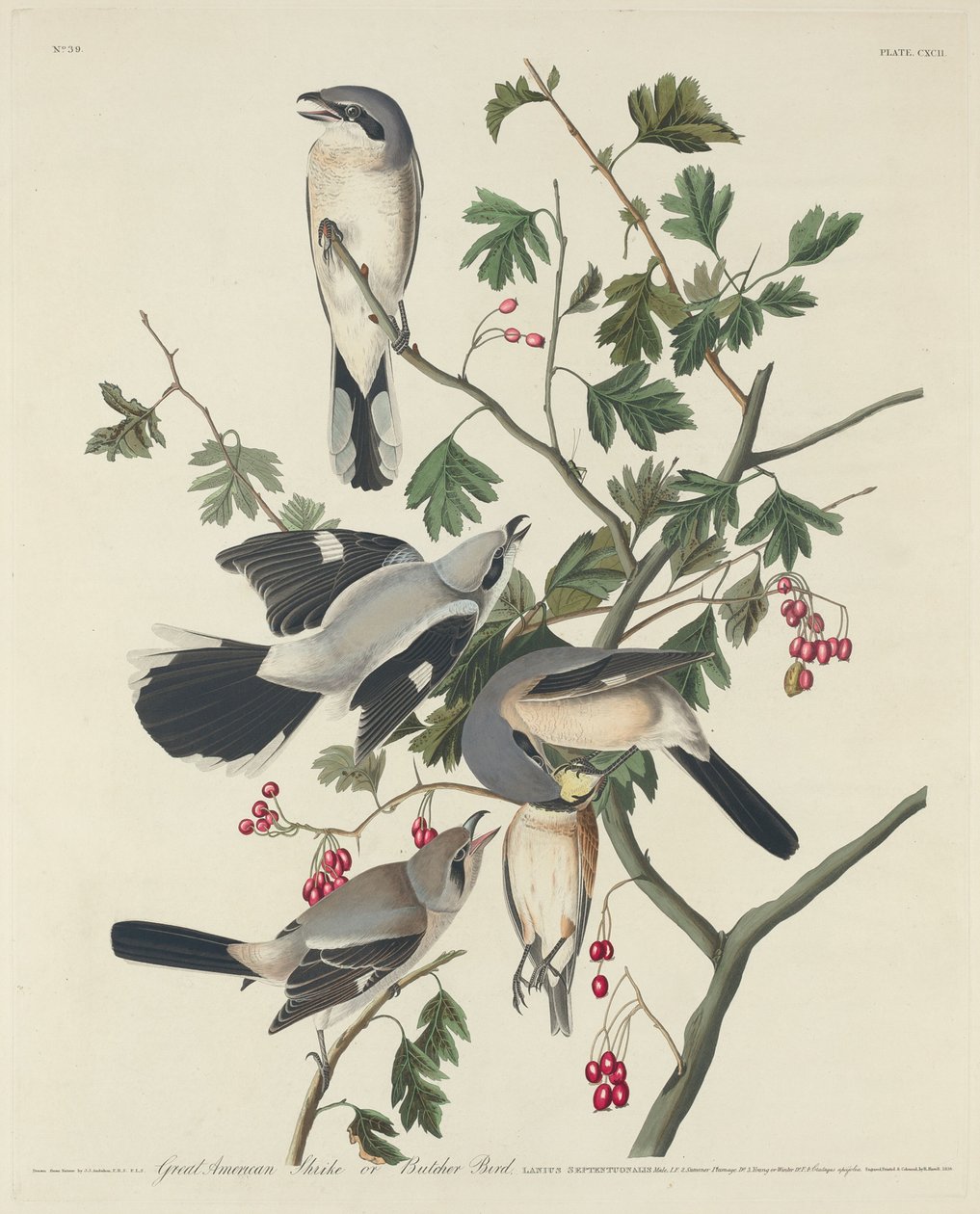 Great American Shrike eller Butcher Bird av Robert Havell after John James Audubon
