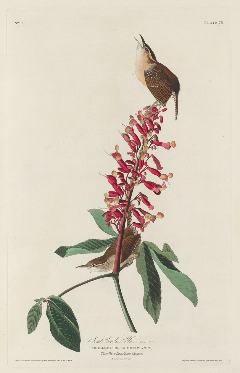 Flott Carolina Wren av Robert Havell after John James Audubon