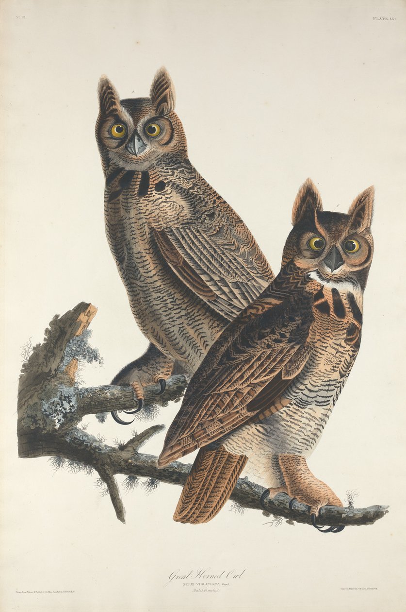 Stor hornugle av Robert Havell after John James Audubon