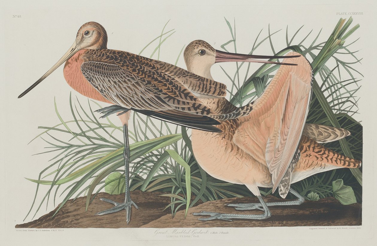 Stor marmorert gudspove av Robert Havell after John James Audubon