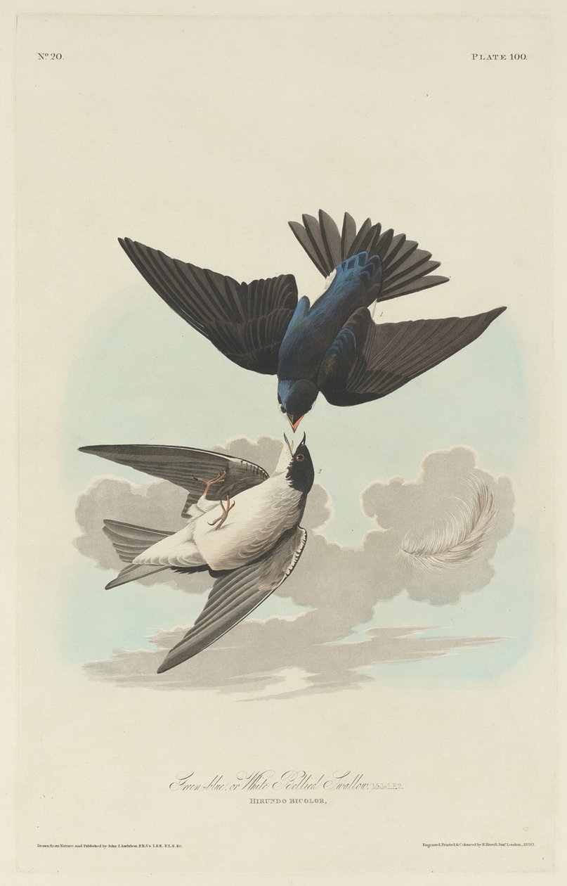 Grønnblå eller hvitbuket svale av Robert Havell after John James Audubon