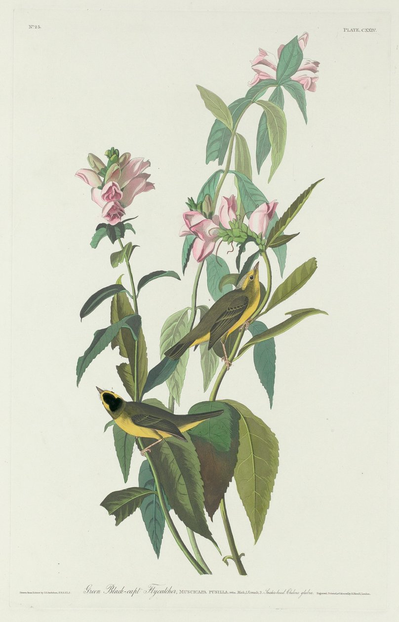 Grønn Black-Capt Fluesnapper av Robert Havell after John James Audubon