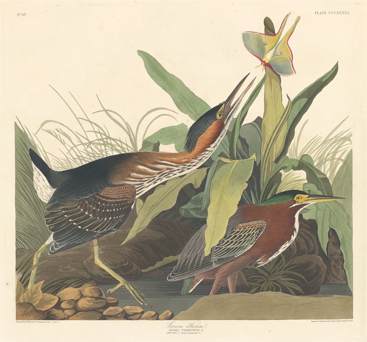 Grønn hegre av Robert Havell after John James Audubon