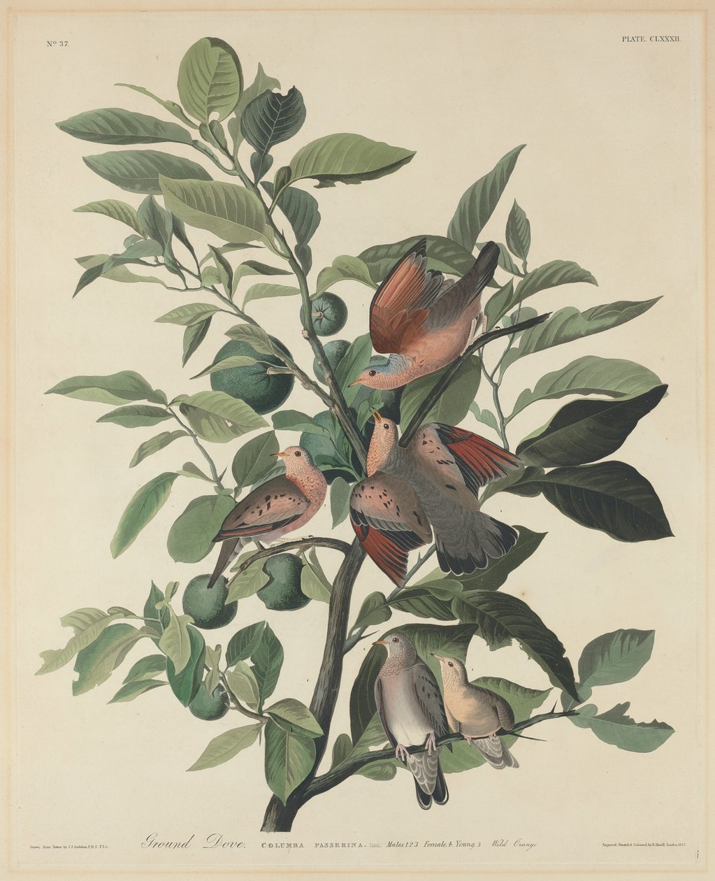 Ground Dove av Robert Havell after John James Audubon