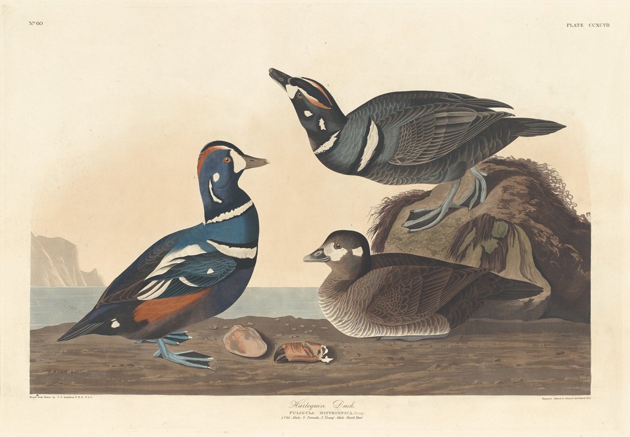 Harlekinand av Robert Havell after John James Audubon