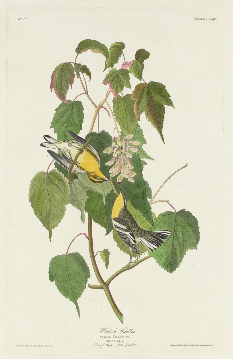 Hemlock Warbler av Robert Havell after John James Audubon