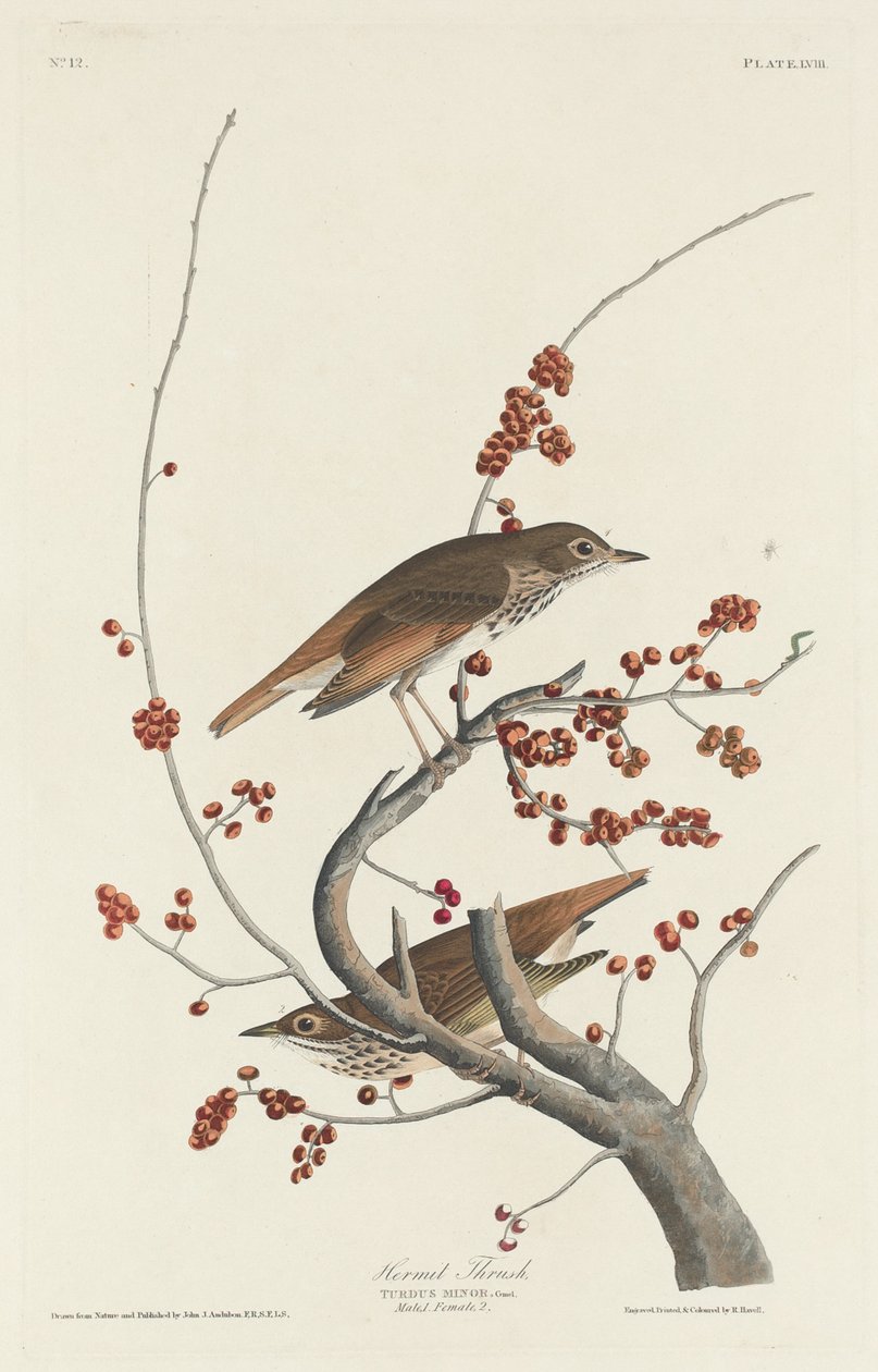 Eremitttrost av Robert Havell after John James Audubon