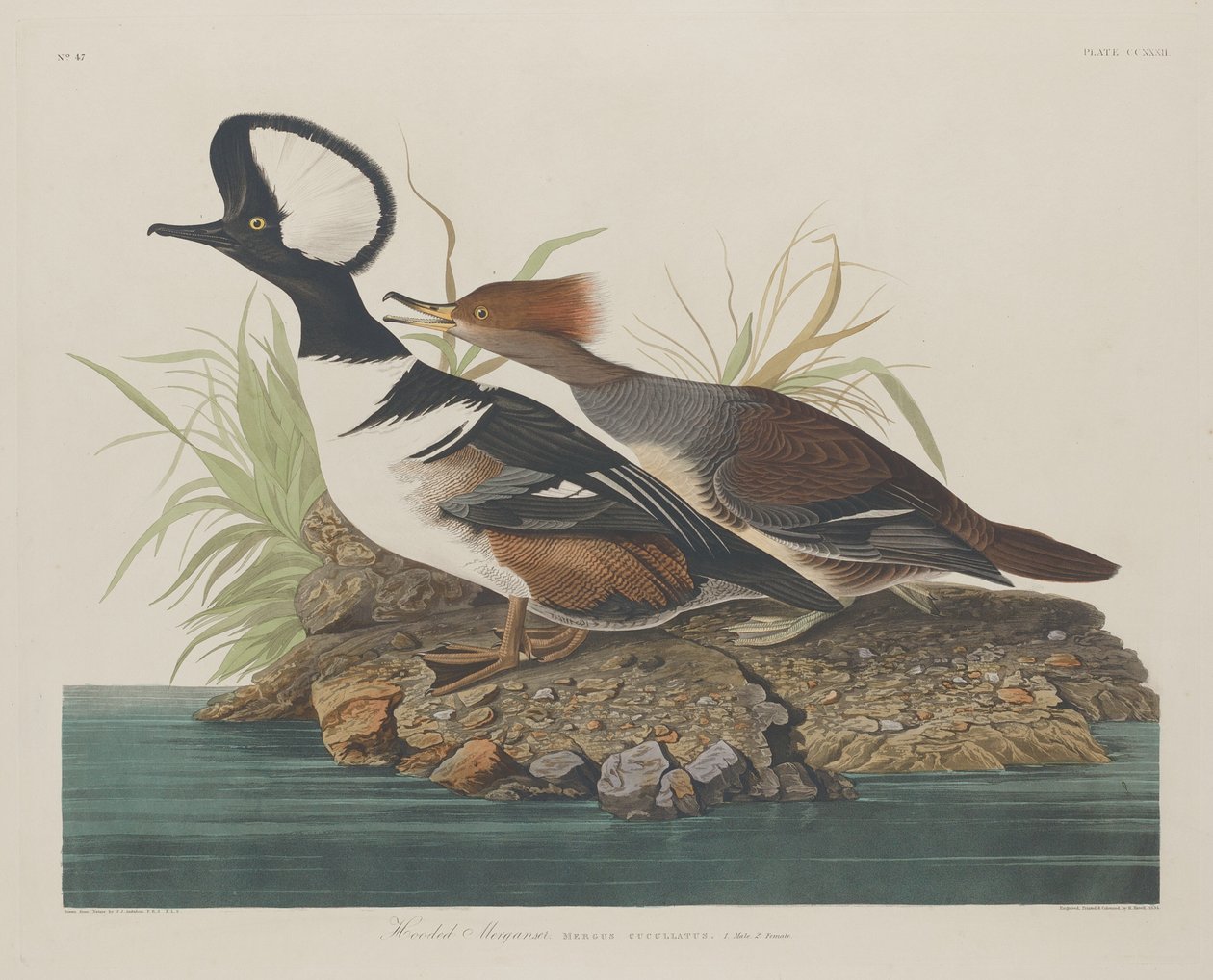 Merganser med hette av Robert Havell after John James Audubon