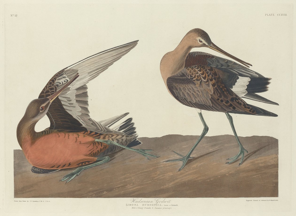 Hudsonian Godwit av Robert Havell after John James Audubon