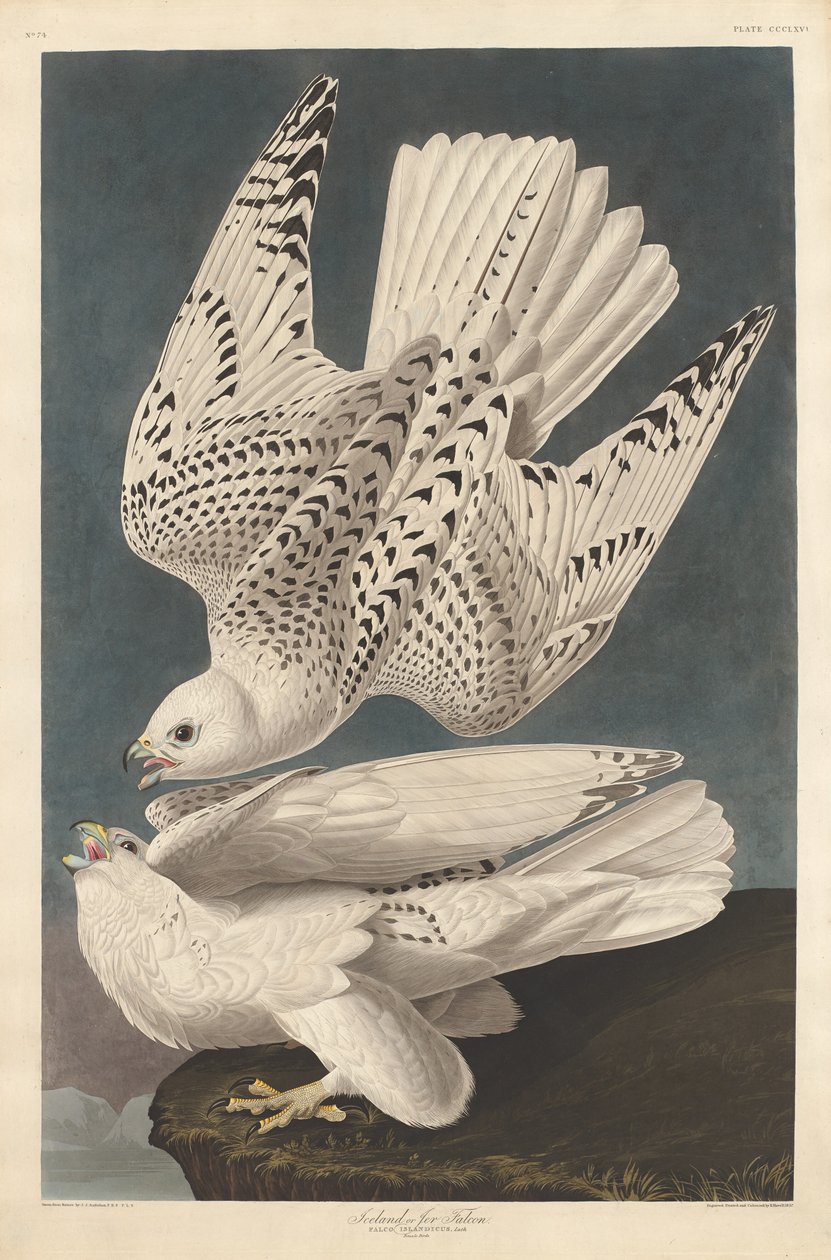 Island eller Jer Falcon av Robert Havell after John James Audubon