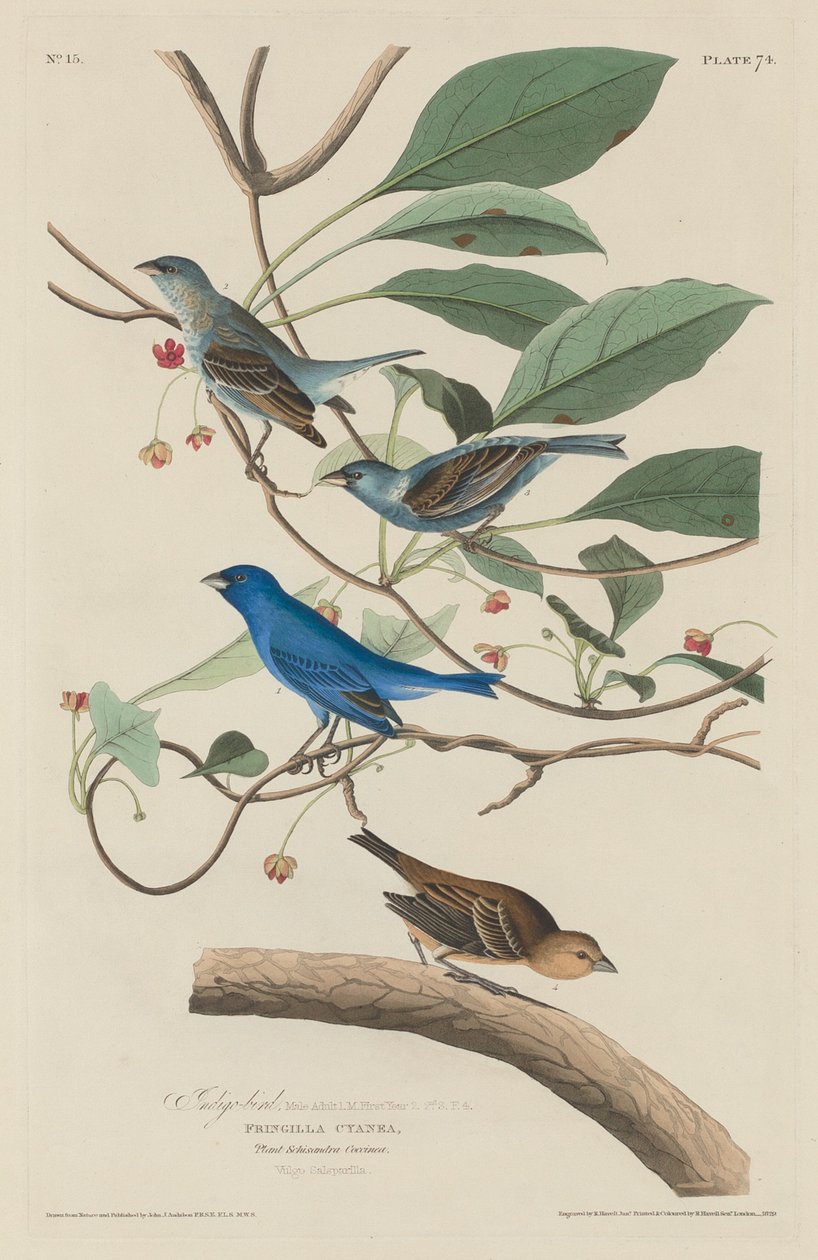 Indigo fugl av Robert Havell after John James Audubon