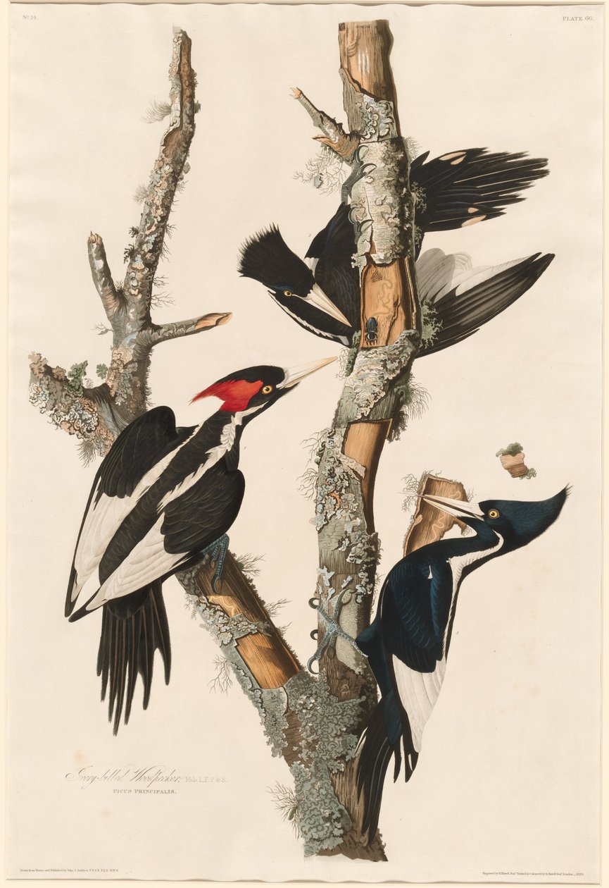 Elfenbensnebb av Robert Havell after John James Audubon