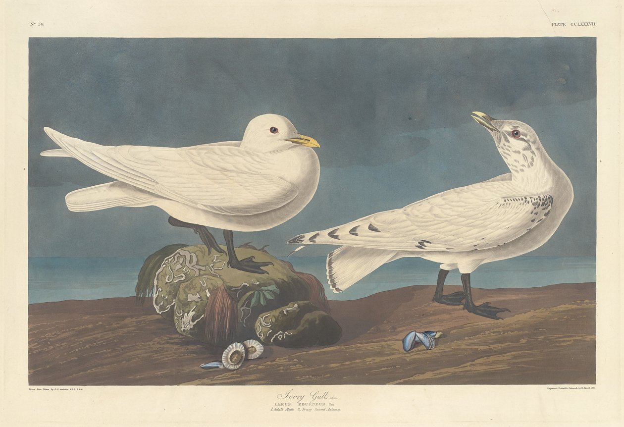 Elfenbensmåke av Robert Havell after John James Audubon
