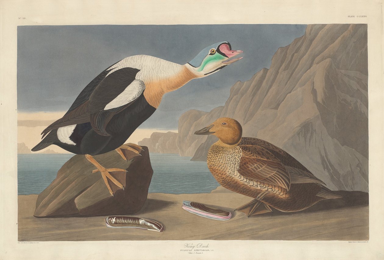 Kong Duck av Robert Havell after John James Audubon