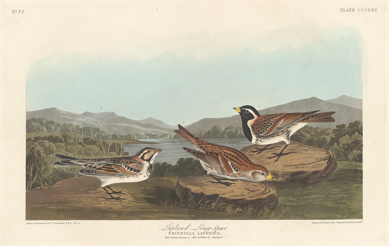 Lappland Langspur av Robert Havell after John James Audubon