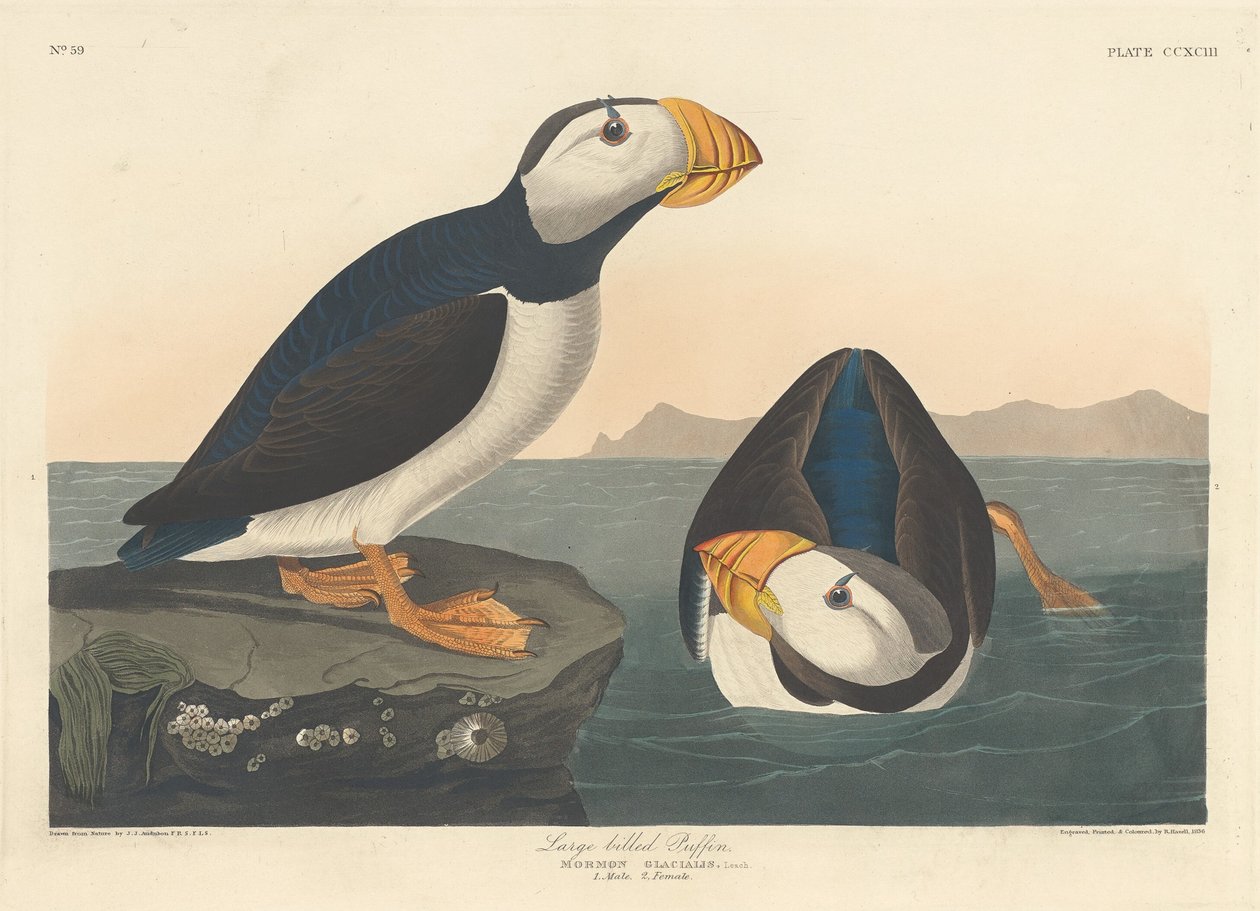 Stornebb Lundefugl av Robert Havell after John James Audubon