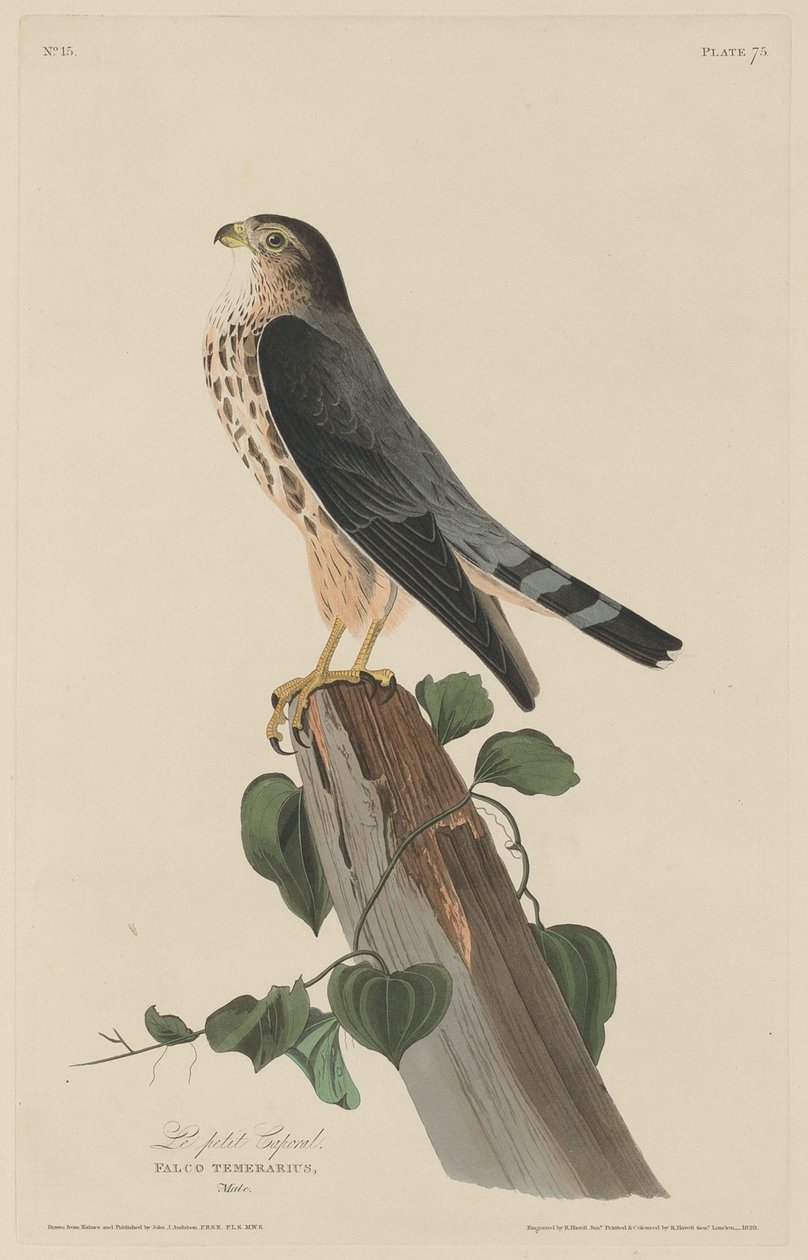 Den lille korporalen av Robert Havell after John James Audubon