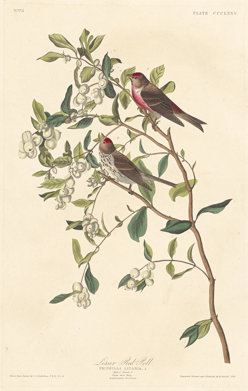 Mindre rød-meningsmåling av Robert Havell after John James Audubon