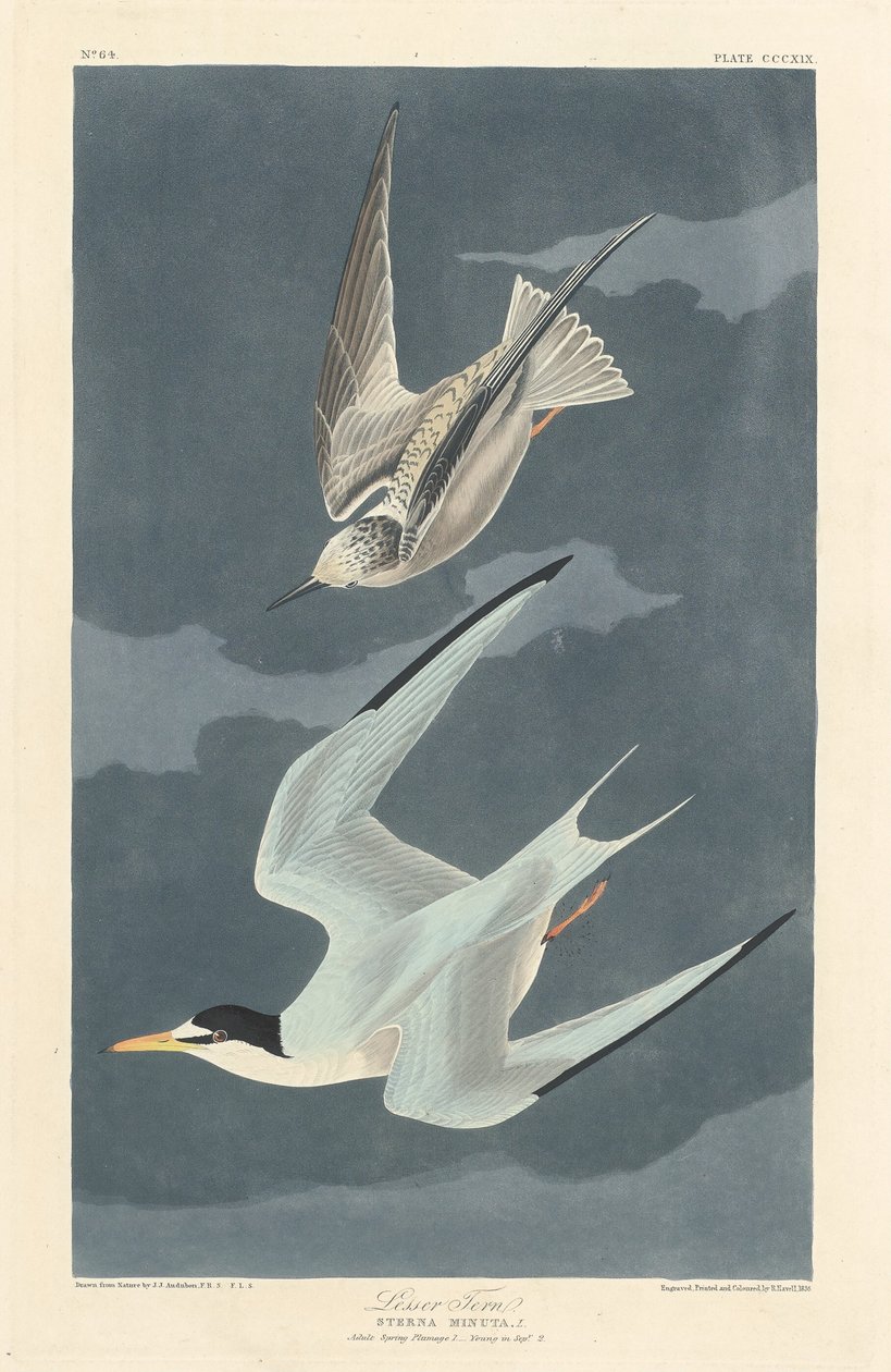 Lesser Tern av Robert Havell after John James Audubon