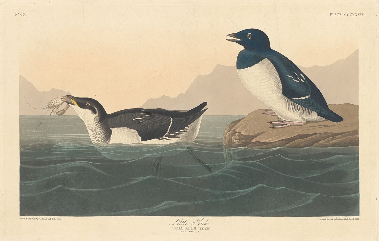 Lille Auk av Robert Havell after John James Audubon