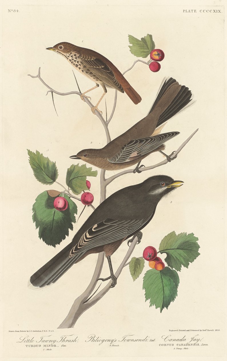 Lille Tawny Thrush av Robert Havell after John James Audubon