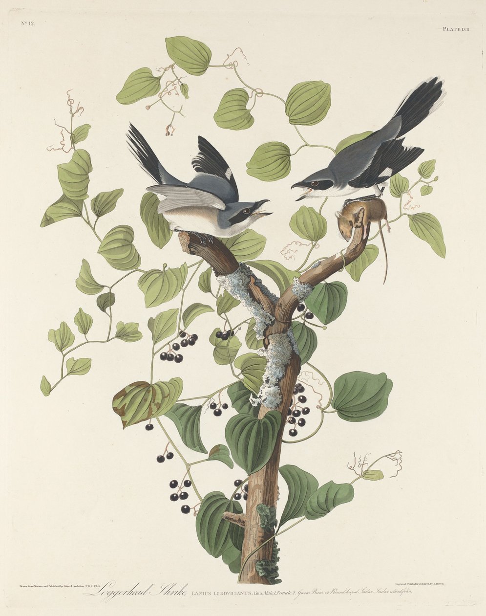 Tømmerhodet Shrike av Robert Havell after John James Audubon