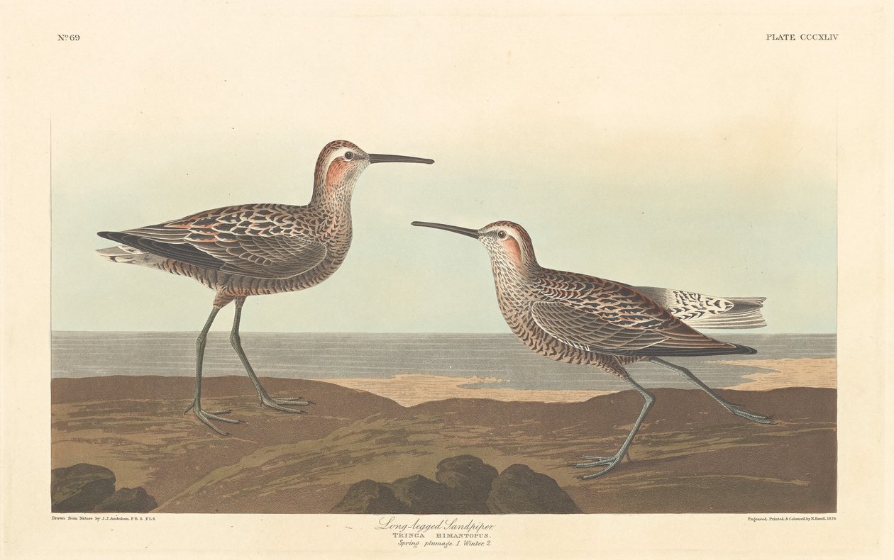 Langbeint Sandpiper av Robert Havell after John James Audubon