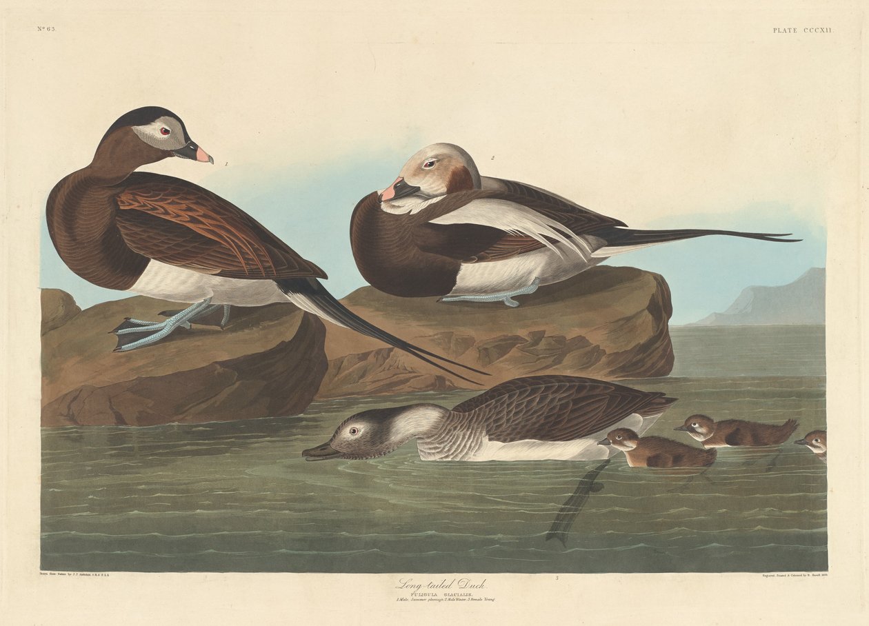 Langhaleand av Robert Havell after John James Audubon