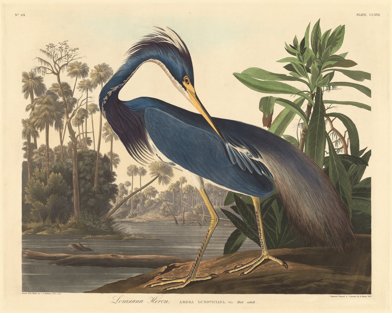 Louisiana Heron av Robert Havell after John James Audubon