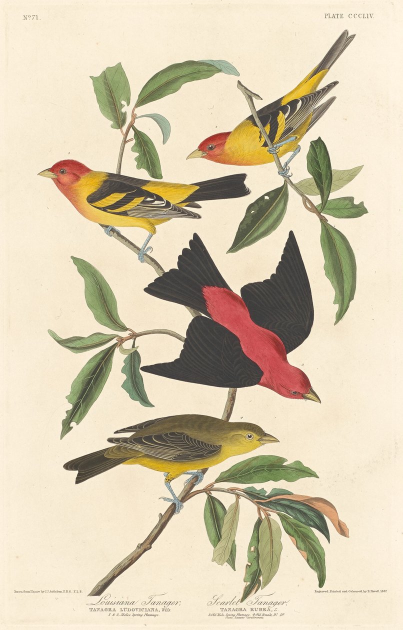 Louisiana Tanager og Scarlet Tanager av Robert Havell after John James Audubon