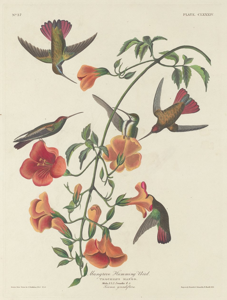 Mangrove kolibri av Robert Havell after John James Audubon