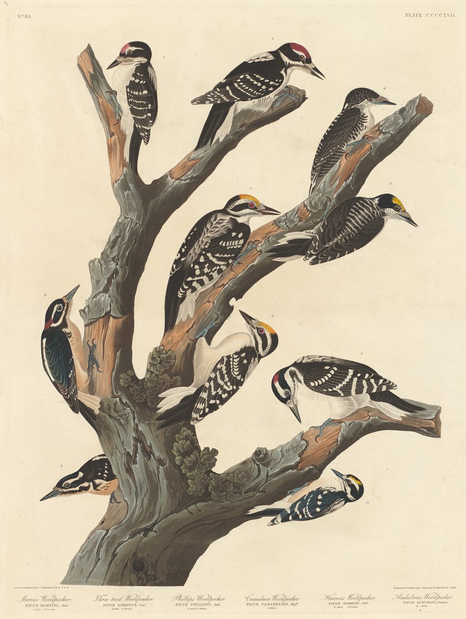Marias spett av Robert Havell after John James Audubon