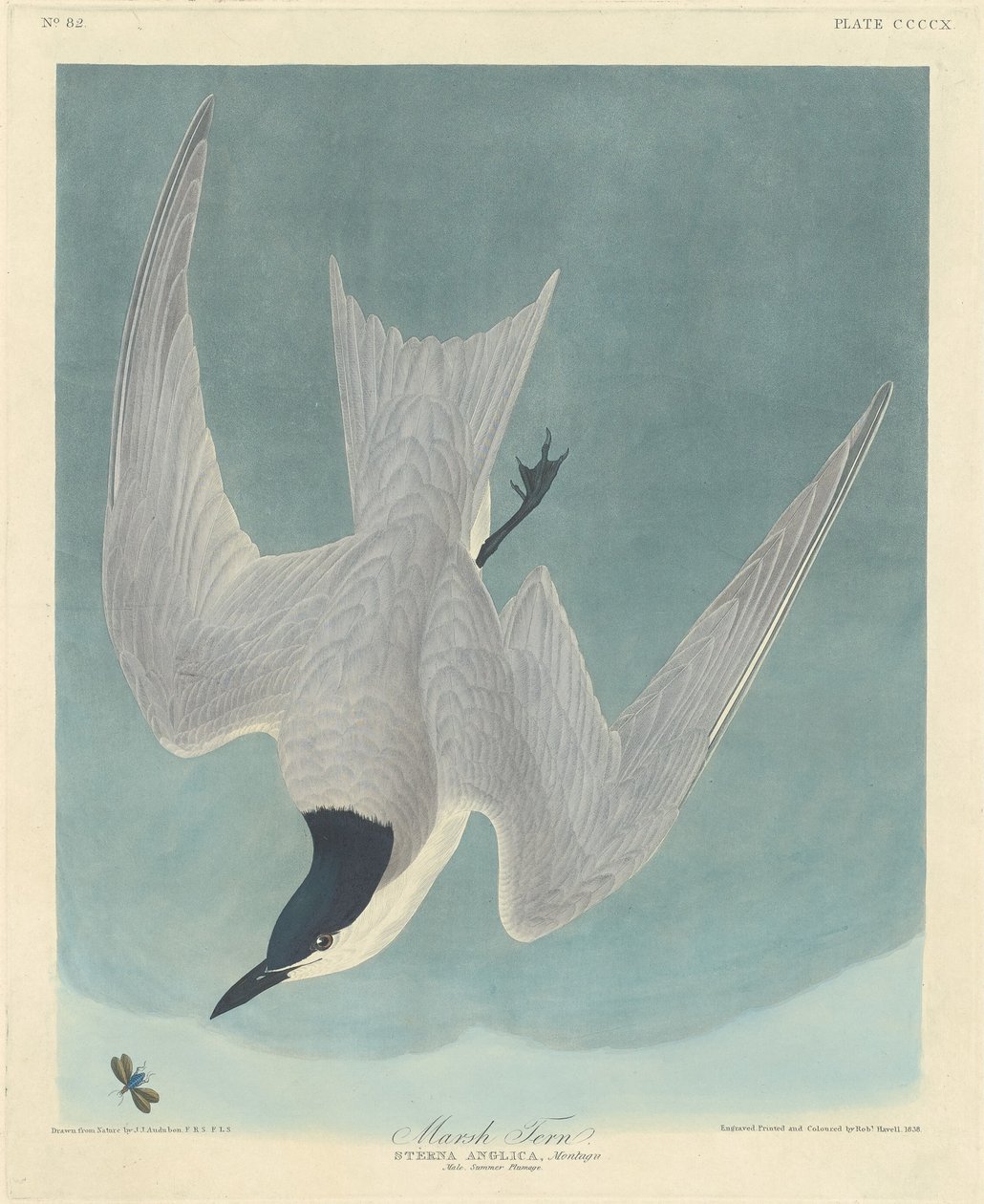 Myrtern av Robert Havell after John James Audubon